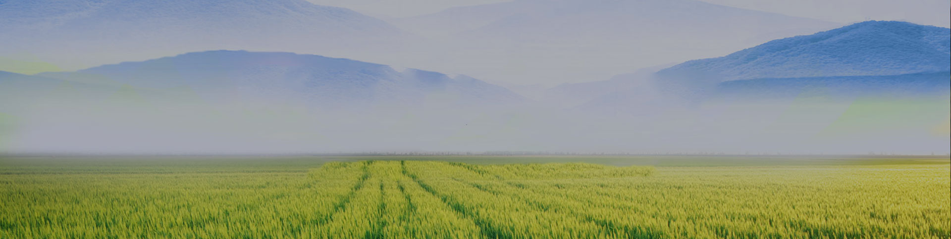 野谷集團(tuán)網(wǎng)站|一網(wǎng)天行-網(wǎng)站建設(shè)小程序APP系統(tǒng)軟件開(kāi)發(fā)公司