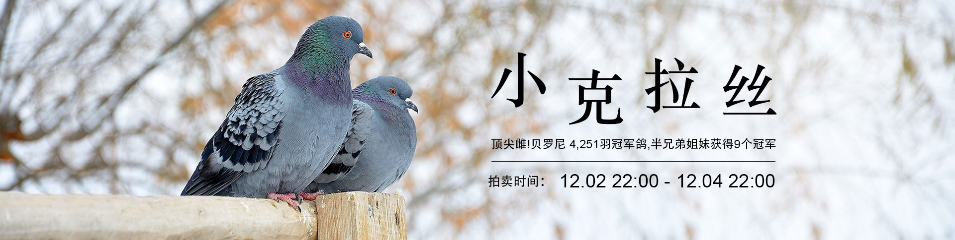 鴿天下-在線拍賣電商平臺(tái)|一網(wǎng)天行-網(wǎng)站建設(shè)小程序APP系統(tǒng)軟件開發(fā)公司