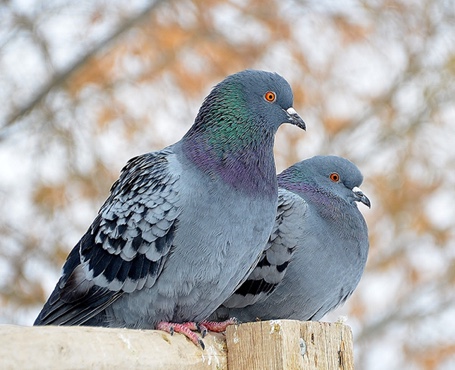 鴿天下-在線拍賣電商平臺(tái)|一網(wǎng)天行-網(wǎng)站建設(shè)小程序APP系統(tǒng)軟件開發(fā)公司